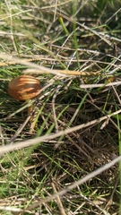 Hypholoma ericaeum