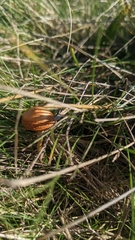 Hypholoma ericaeum