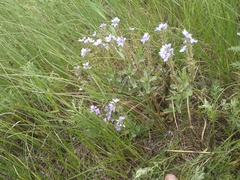 Veronica prostrata