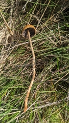 Hypholoma ericaeum