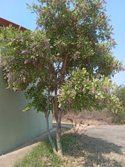 Philenoptera violacea