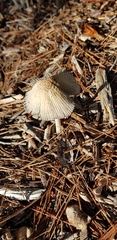 Coprinopsis lagopus