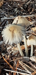 Coprinopsis lagopus