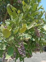 Philenoptera violacea