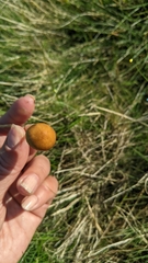 Hypholoma ericaeum