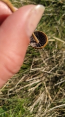 Hypholoma ericaeum