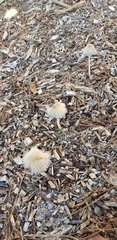 Coprinopsis lagopus