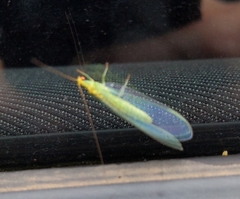 Apertochrysa edwardsi