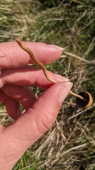 Hypholoma ericaeum