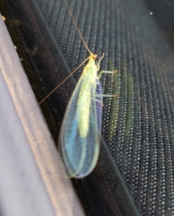 Apertochrysa edwardsi