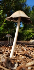 Coprinopsis lagopus