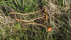 Hypholoma ericaeum