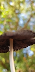 Coprinopsis lagopus