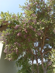 Philenoptera violacea