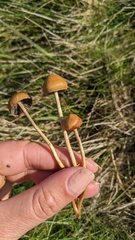 Hypholoma ericaeum