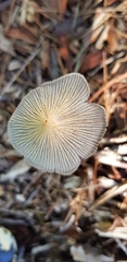 Coprinopsis lagopus