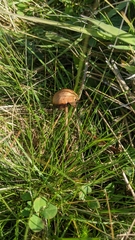 Hypholoma ericaeum