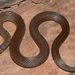Usambara Forest Snake - Photo (c) John Lyakurwa, some rights reserved (CC BY), uploaded by John Lyakurwa