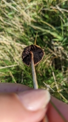 Hypholoma ericaeum