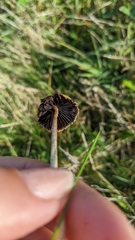 Hypholoma ericaeum