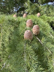 Cedrus
