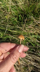 Hypholoma ericaeum