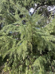 Cedrus