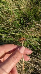 Hypholoma ericaeum