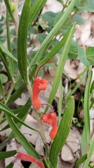 Adenanthos barbiger