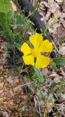 Hibbertia
