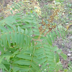 Sorbaria sorbifolia