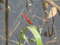 Crocothemis servilia