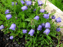 Campanula cochleariifolia