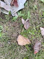Atractomorpha lata