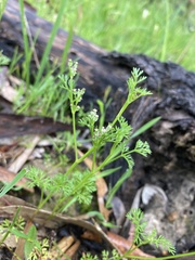 Daucus glochidiatus
