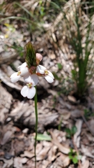 Stylidium scariosum