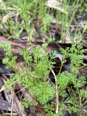 Daucus glochidiatus