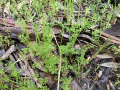 Daucus glochidiatus