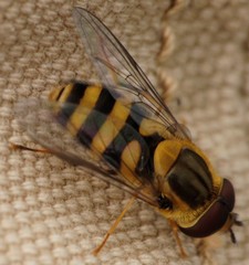 Syrphus knabi