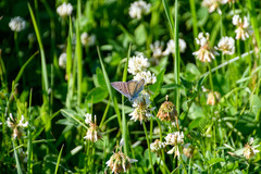 Lycaena alciphron
