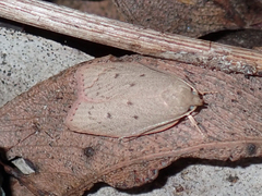 Prionocris protoxantha
