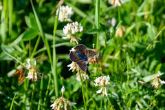 Lycaena alciphron