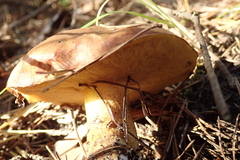 Suillus luteus