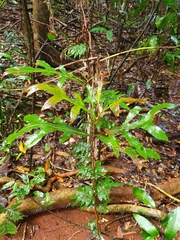 Stenocarpus sinuatus