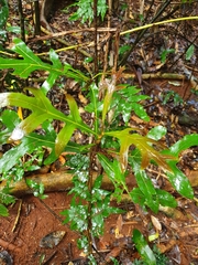 Stenocarpus sinuatus