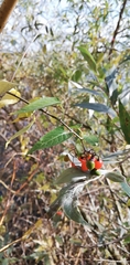 Solanum dulcamara