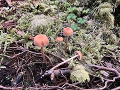 Laccaria laccata