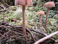 Laccaria laccata