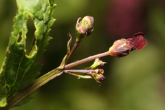 Scrophularia auriculata