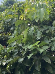 Myrianthus